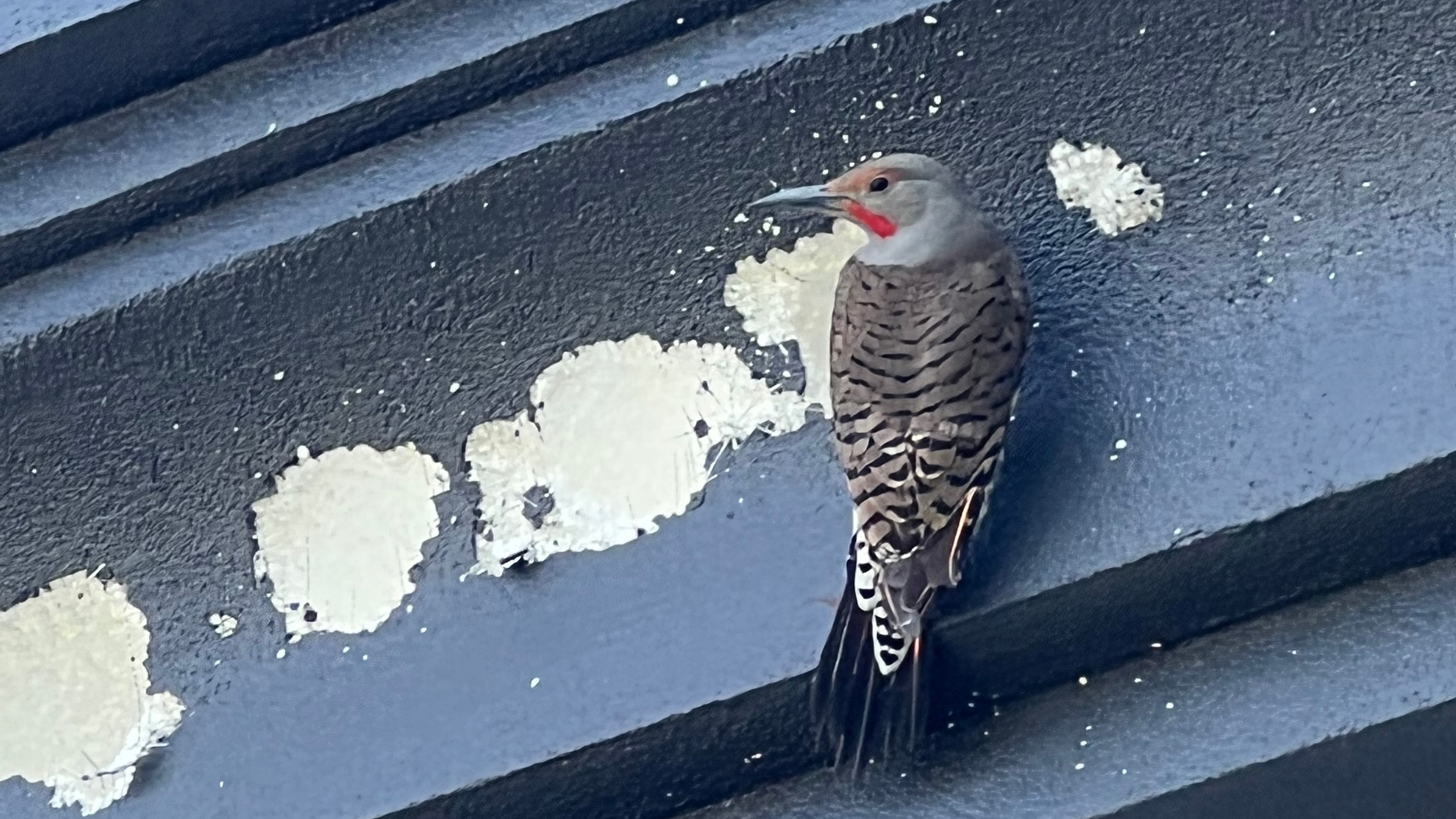 Woodpecker damage to stucco wall