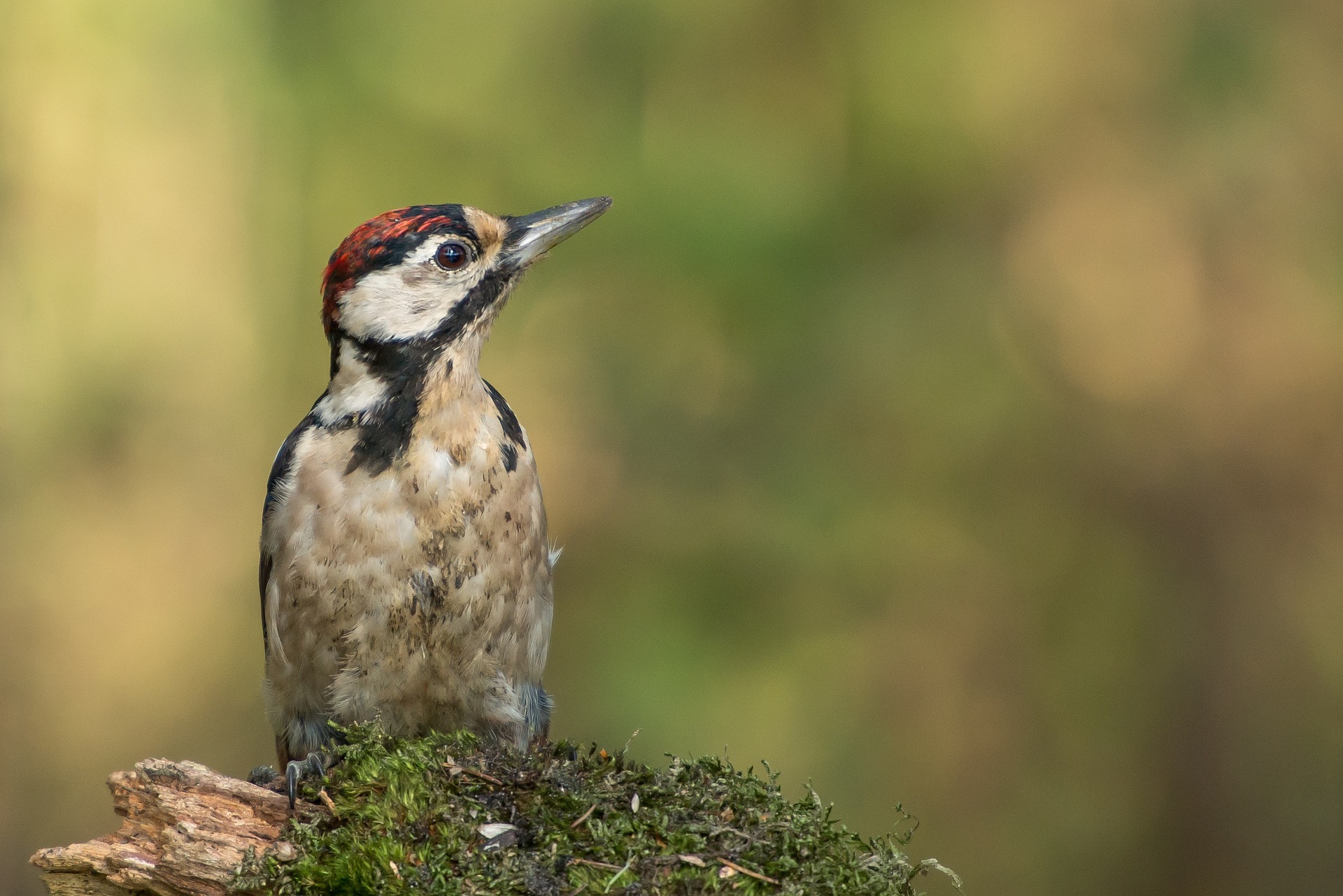 woodpecker bird wildlife oxwich hairy woodpeckers birds bay female facts cornwall male winter between identification rid problems manitoba watching learn