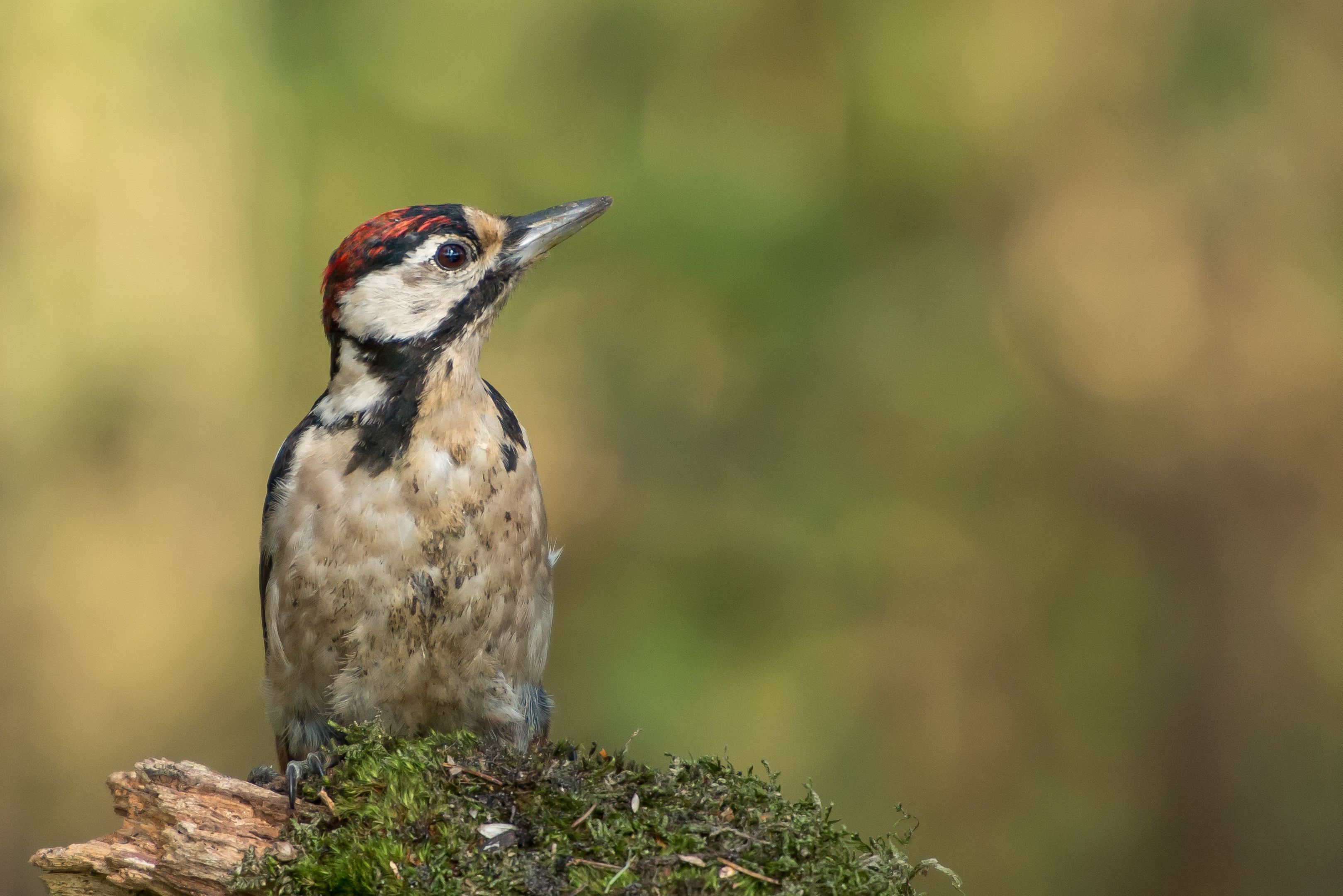 The solution to your woodpecker problems