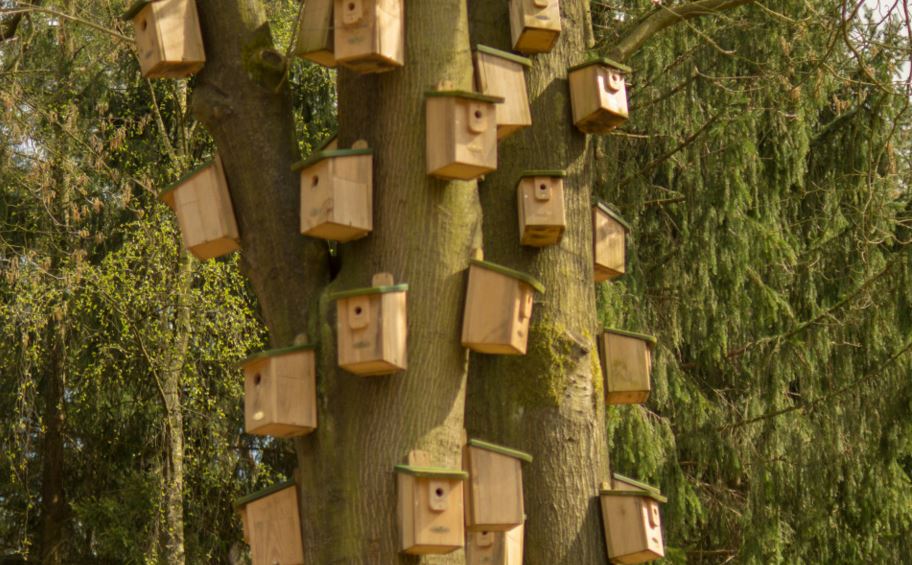 woodpecker birdhouse