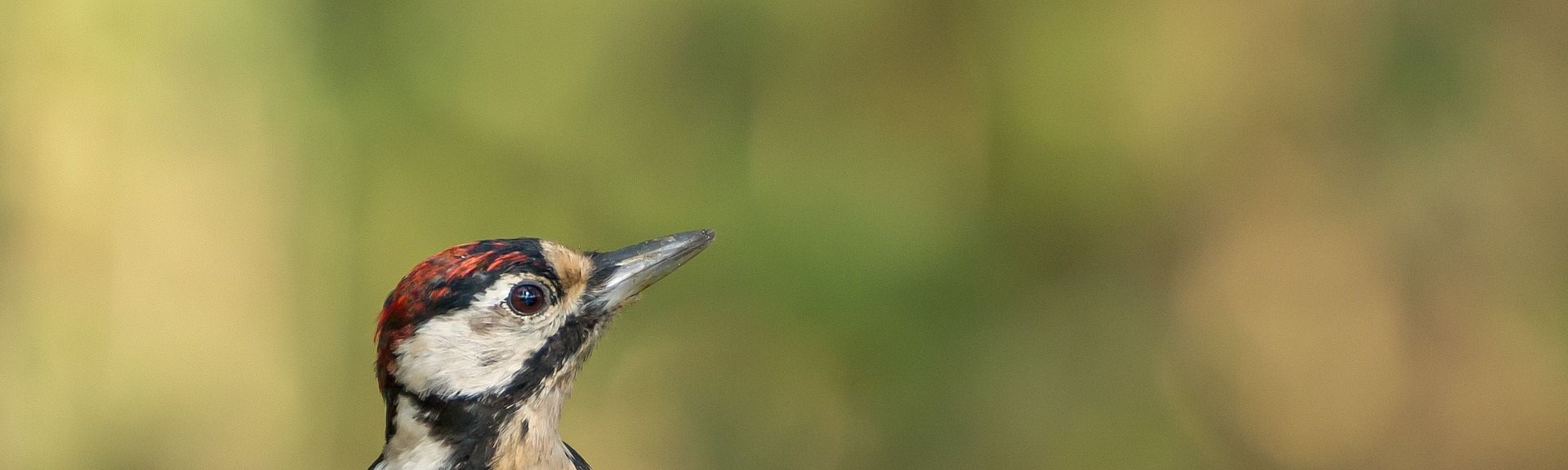 get rid of woodpeckers